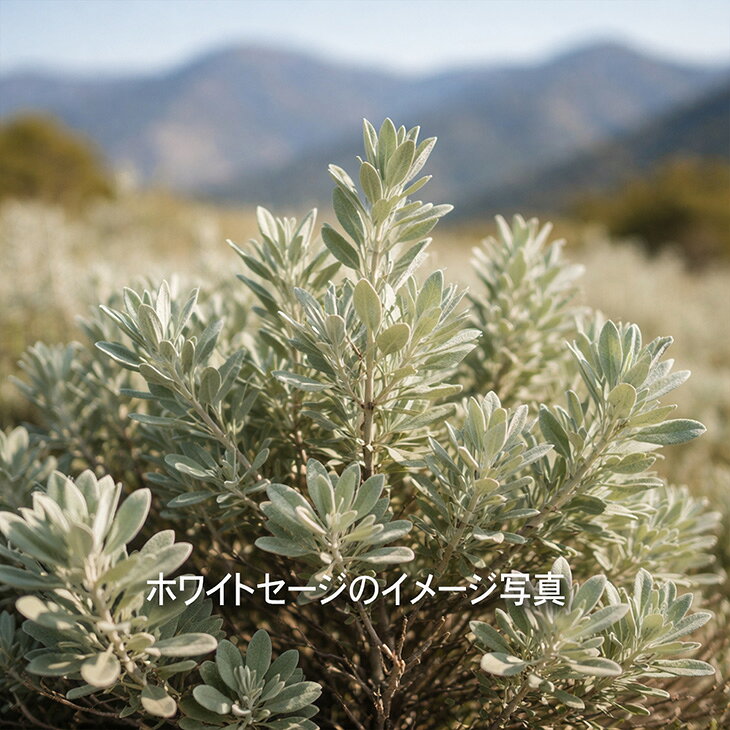 【ハーブ湯用】セージバー30g　【枝】風呂用麻袋付【無農薬】箱入り【ハーブ】カリフォルニア産【癒し】浄化【ナチュラル】直輸入【コスパ】茎【リラクゼーション】バスハーブ【瞑想】