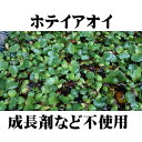 無農薬 ホテイアオイ 10株セット 小 小サイズ 小さい 浮草 ホテイ草 ホテ草 メダカ 産卵 趣味 水草 ガーデニング アクアリウム 浮き草 ビオトープ ホテ...