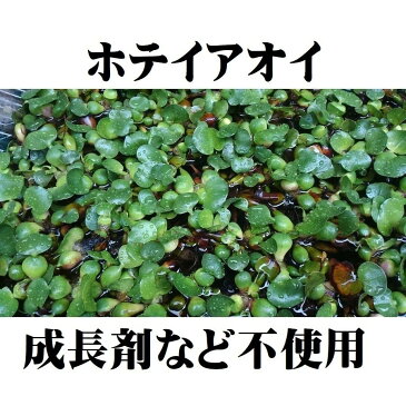 無農薬 ホテイアオイ1株 浮草 ホテイ草 メダカ 産卵 ビオトープ 趣味 水草 ポイント消化