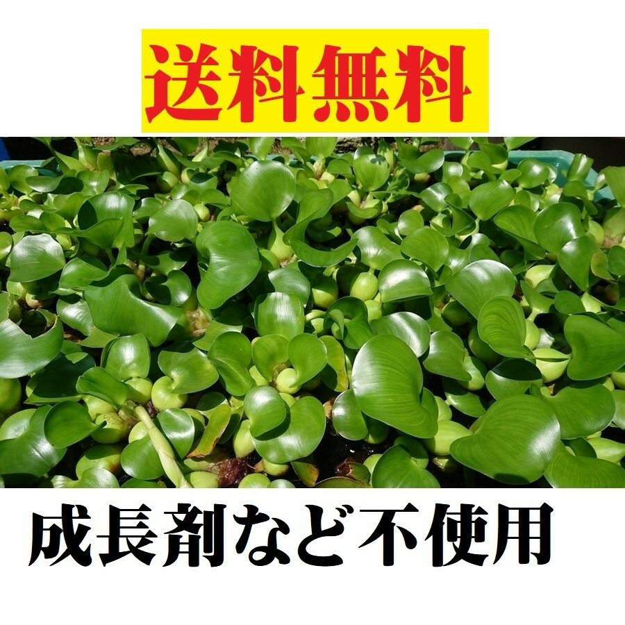 　無農薬 ホテイアオイ20株 浮草 ホテイ草 メダカ 産卵 ビオトープ 趣味 水草 送料無料 ポイント消化 水質浄化作用があり、根がめだかの産卵床や隠れ家として最適。上手に育てると紫色の花を咲かせるのでお庭に浮かして鑑賞用にも。 安心安全のホテイ草！！　北海道、沖縄エリアは送料有料になります！！ 無農薬 ホテイアオイ20株セットです。　 写真より大きく育ってきました。メダカの産卵用や鑑賞用によく使われる人気の浮草です。成長すると紫色の花を咲かせるのでお庭に浮かして鑑賞用にも☆ めだかの産卵用にいろいろ試しましたがやっぱりホテイアオイが一番私は好きです。 水は井戸水を使って飼育しておりますので、水道水のカルキなどには影響されておりませんので安心です。（成長を早める薬剤などは一切使用しておりません。） この井戸水を使ってメダカや金魚を飼育しておりますが、魚との相性もよく長生きしてくれております。 基本的に発送は井戸水と一緒にホテイアオイを発送させて頂いております。(井戸水不要な方は要望欄に水不要と記載ください) 北海道、沖縄エリアは送料有料になります。 その他、スーパーロングタイプの200m巻トイレットペーパー、手指消毒に使える高濃度アルコール除菌液やペーパタオル、業務用サランラップ、アルミホイル、マスクに使える保冷剤、おもしろい雑貨などいろいろな商品を出品しております。 2