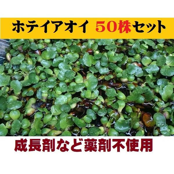 無農薬 ホテイアオイ50株 浮草 ホテイ草 メダカ 産卵 ビオトープ 趣味 水草 送料無料 ポイント消化 水質浄化作用があり、根がめだかの産卵床や隠れ家として最適♪上手に育てると紫色の花を咲かせるのでお庭に浮かして鑑賞用にも☆在庫限り！！　 安心安全のホテイ草！！ 無農薬 ホテイアオイ50株セットです。　 メダカの産卵用や鑑賞用によく使われる人気の浮草です。 上手に育てると紫色の花を咲かせるのでお庭に浮かして鑑賞用にも☆ 水は井戸水を使って飼育しておりますので、水道水のカルキなどには影響されておりませんので安心です。（成長を早める薬剤などは一切使用しておりません。） この井戸水を使ってメダカや金魚を飼育しておりますが、魚との相性もよく長生きしてくれております。 少しでもいい状態でお届けする為、基本的に発送は井戸水と一緒にホテイアオイを発送させて頂いております。井戸水が不要な方はご連絡ください。 その他、ソロキャンプ用品、アウトドア用品、アウトレット商品、昭和レトログッズ、新幹線シリーズ、業務用消耗、キティグッズ、ミッフィーちゃん、構造不織布マスク、高濃度アルコール除菌液やペーパタオル、200巻のスーパーロングタイプのトイレットペーパー、サランラップ、保冷剤などいろいろな商品を出品しております。 2