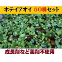 無農薬 ホテイアオイ50株 浮草 ホテイ草 メダカ 産卵 ビオトープ 趣味 水草 送料無料 ポイント消化 水質浄化作用があり、根がめだかの産卵床や隠れ家として最適♪上手に育てると紫色の花を咲かせるのでお庭に浮かして鑑賞用にも☆在庫限り！！　 安心安全のホテイ草！！ 無農薬 ホテイアオイ50株セットです。　 メダカの産卵用や鑑賞用によく使われる人気の浮草です。 上手に育てると紫色の花を咲かせるのでお庭に浮かして鑑賞用にも☆ 水は井戸水を使って飼育しておりますので、水道水のカルキなどには影響されておりませんので安心です。（成長を早める薬剤などは一切使用しておりません。） この井戸水を使ってメダカや金魚を飼育しておりますが、魚との相性もよく長生きしてくれております。 少しでもいい状態でお届けする為、基本的に発送は井戸水と一緒にホテイアオイを発送させて頂いております。井戸水が不要な方はご連絡ください。 その他、ソロキャンプ用品、アウトドア用品、アウトレット商品、昭和レトログッズ、新幹線シリーズ、業務用消耗、キティグッズ、ミッフィーちゃん、構造不織布マスク、高濃度アルコール除菌液やペーパタオル、200巻のスーパーロングタイプのトイレットペーパー、サランラップ、保冷剤などいろいろな商品を出品しております。 2