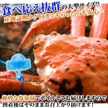 予約開始 送料無料!松葉ガニ1kg前後(1杯)獲れたて未冷凍で産地直送!城崎温泉旅館湯楽の松葉ガニ 香住 カニ かに 松葉ガニ 松葉かに 松葉カニ 松葉蟹 兵庫県産 津居山 柴山 通販かに 城崎 カニ ずわいがに ズワイガニ 朝市広場