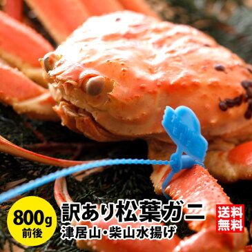 予約開始 送料無料!訳あり松葉ガニ800g前後(1杯)1〜3本指落ち、獲れたて未冷凍、城崎温泉旅館湯楽の松葉ガニ 香住 カニ かに 訳あり 松葉ガニ 松葉かに 松葉カニ 松葉蟹 兵庫県産 津居山 柴山 通販かに 城崎 カニ ずわいがに ズワイガニ 朝市広場