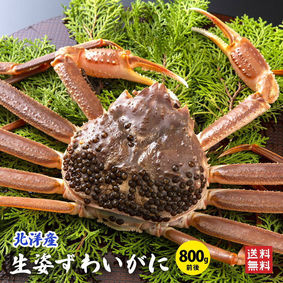 生姿ズワイガニ1杯（800g前後）冷凍 配送日指定OK ズワイガニ 生 カニ かに カニ鍋 セット ズワイガニ カニ かにすき