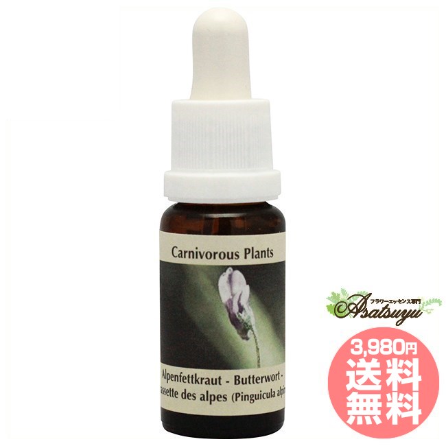 バターワート コルテPHIエッセンス 食虫植物エッセンス フラワーエッセンス