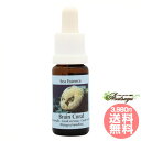 ブレインコーラルBrain Coral コルテPHIエッセンス シーエッセンス フラワーエッセンス(4)