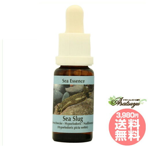 シースラッグSea slug コルテPHIエッセンス シーエッセンス フラワーエッセンス シースラッグSea slug コルテPHIエッセンス シーエッセンス フラワーエッセンス
