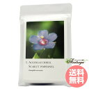 ワイルドフラワーシリーズカード 全40枚 コルテPHIエッセンス その他 フラワーエッセンス