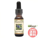 グレープヒヤシンス Grape Hyacinth パワーオブフラワーヒーリング その他シングルエッセンス フラワーエッセンス(4)