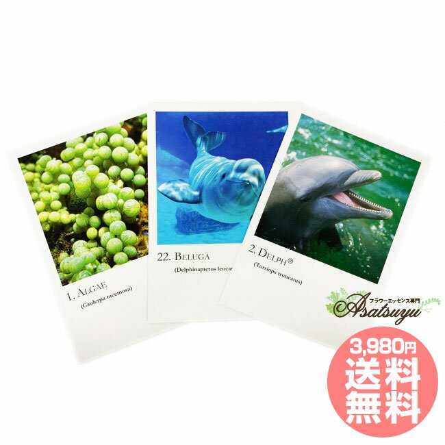 シーエッセンス シリーズカード 全30枚 コルテPHIエッセンス その他 フラワーエッセンス