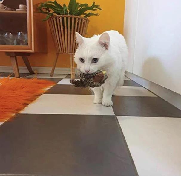 猫 おもちゃ 鳥 鳴く ストレス発散 猫用おもちゃ ネコ リアル 猫 電動おもちゃ ぬいぐるみ玩具 羽ばたき鳥 リアルな鳥鳴き声 遊ぶ 運動不足解消 インタラクティブ猫おもちゃ 遊ぶ 運動不足解消 ネコ ashisuto13-10018560 ashisuto13 サンプル画像3