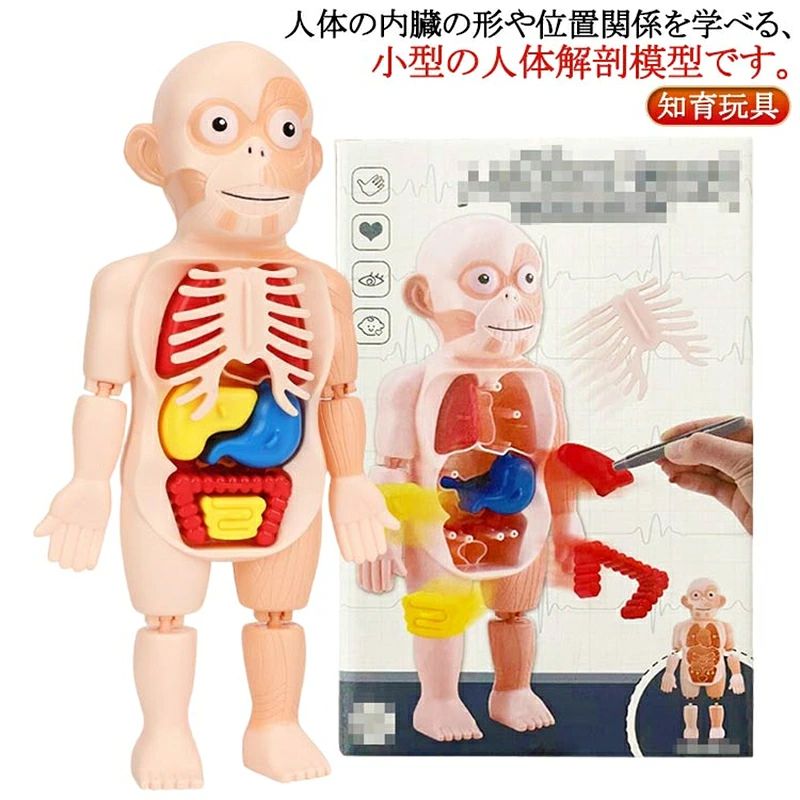 復元パズル 直立 教材 パーツ取り外し可能 復元パズル 教材 解剖学 理科 子ども向け 内臓 組み立て 人体解剖学モデル 臓器 スタンド 知