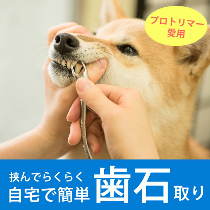 愛犬・愛猫歯石取りペンチとスケラーセット 犬 ...の紹介画像2