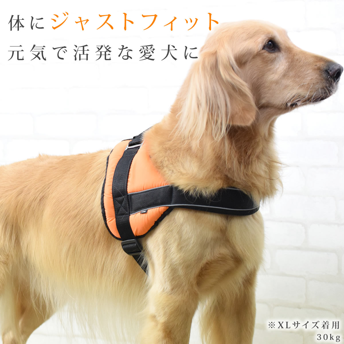 大型犬用ハーネス|首に優しいクッションハーネス...の紹介画像2