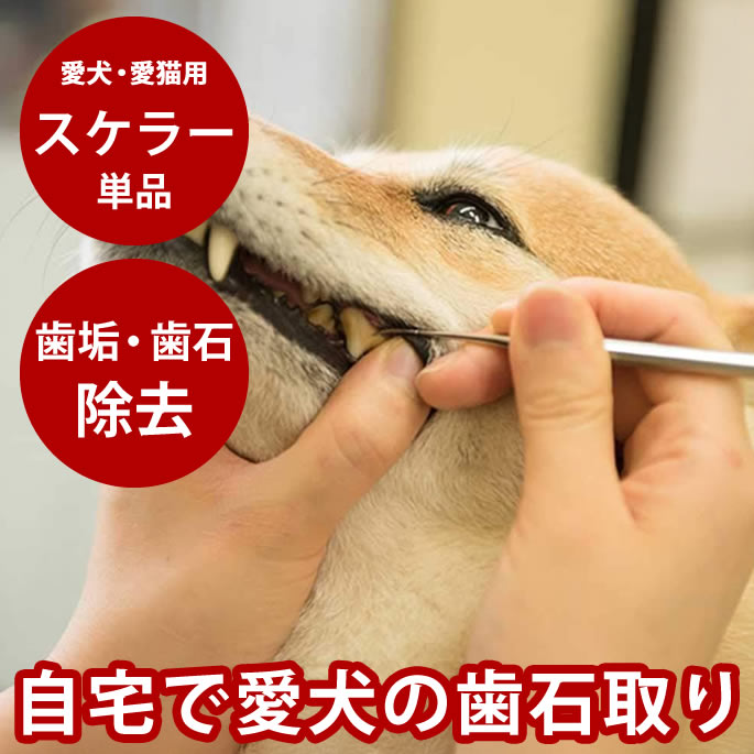 愛犬（猫）用スケーラー【単品】デンタルケア 歯石取り プロも愛用 歯垢 歯石除去用品 ハミガキ スケラー 歯石取り【ペット用品 犬の歯磨き ハウンドカム ネコ 猫 ねこ キャット 歯みがき 猫用品 除去 歯石とり】