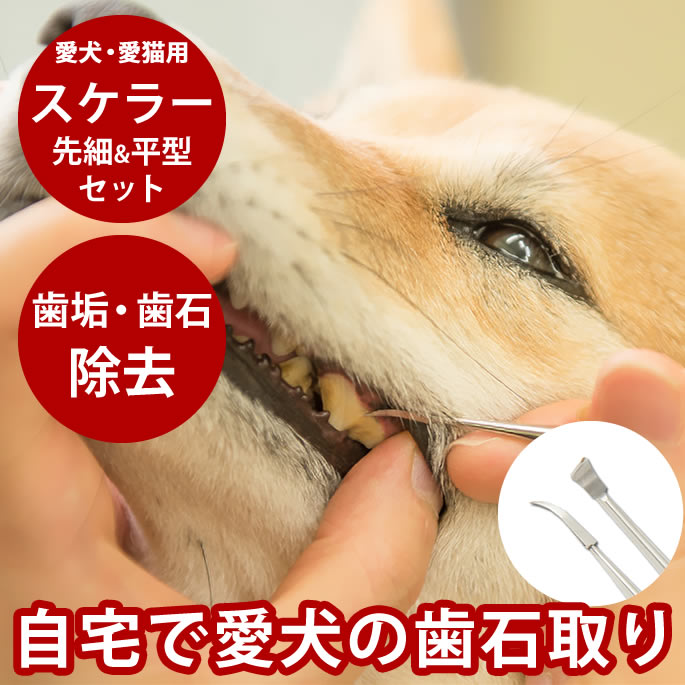 愛犬（猫）用スケラー 先細&平型セット 犬 歯磨き デンタルケア 歯石取り 歯垢や歯石 除去 送料無料【犬の歯磨き 犬用 歯石 除去 スケーラー 歯石とり デンタル 歯みがき 犬用品 猫用品 猫用 ドッグ キャット】
