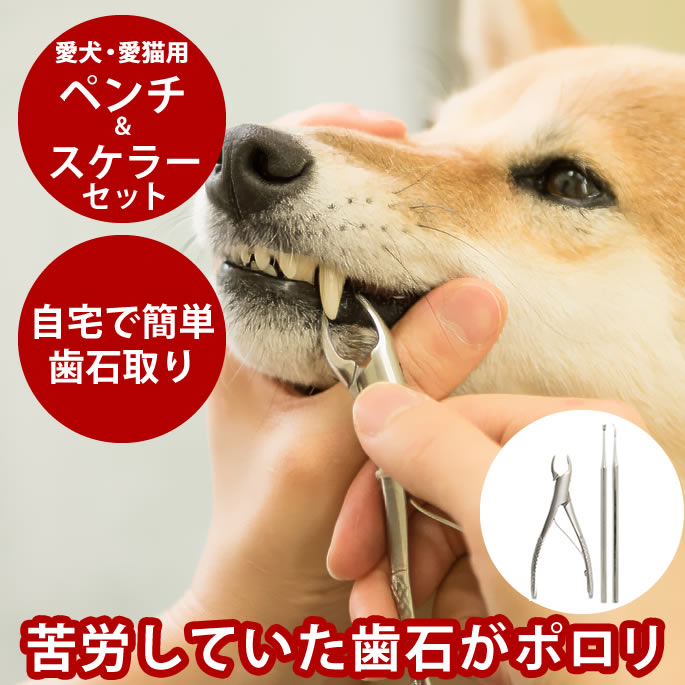【割引クーポン配布中】愛犬・愛猫歯石取りペンチとスケラーセット 犬 歯磨き デンタルケア 歯石取りペット用品 歯石除去 犬の歯石とり スケラー 器具 犬歯石 ト...