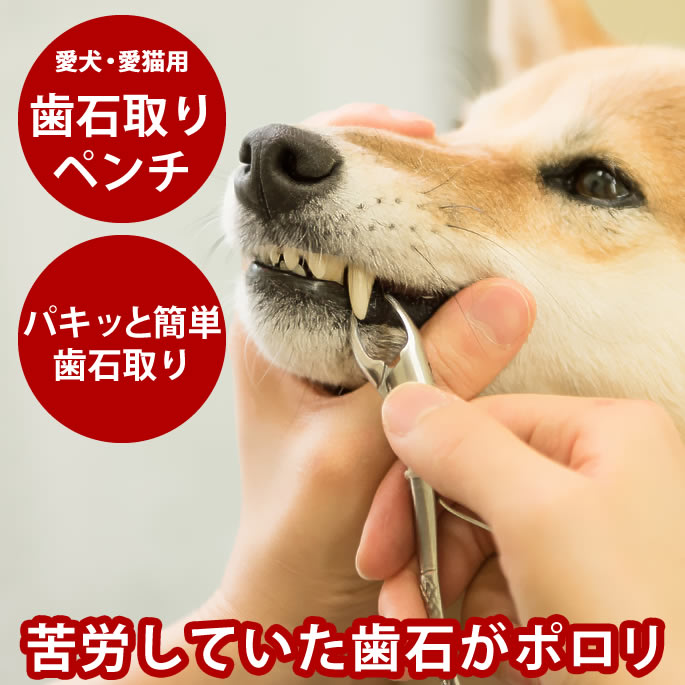 【割引クーポン配布中】帝塚山ハウンドカム 歯石取りペンチ 犬用 猫用 ステンレス 全長11cm 動物医療用