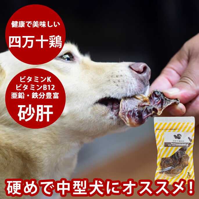 P2ܡݥ۸  ̵ź   ܡΡ60g ̵ź    ̵źå㡼 ʿ  ʤ  ˫ 