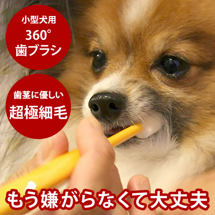 【割引クーポン配布中】小型犬用歯
