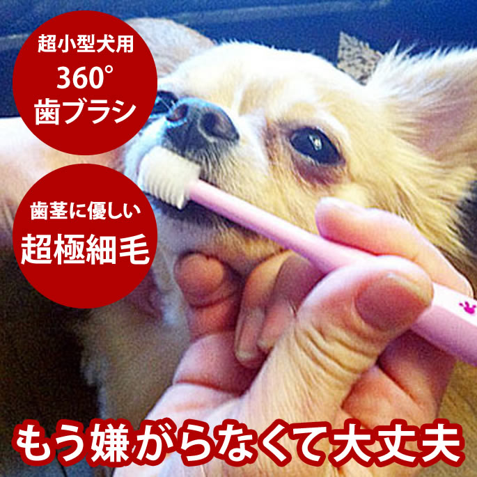 【割引クーポン配布中】愛犬の歯磨
