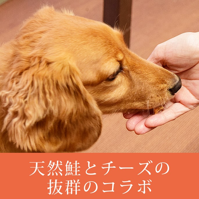 愛犬用おやつ　しゃけっチ　10袋+1袋セット　愛犬愛猫共用 簡単 おすすめ スイーツ...