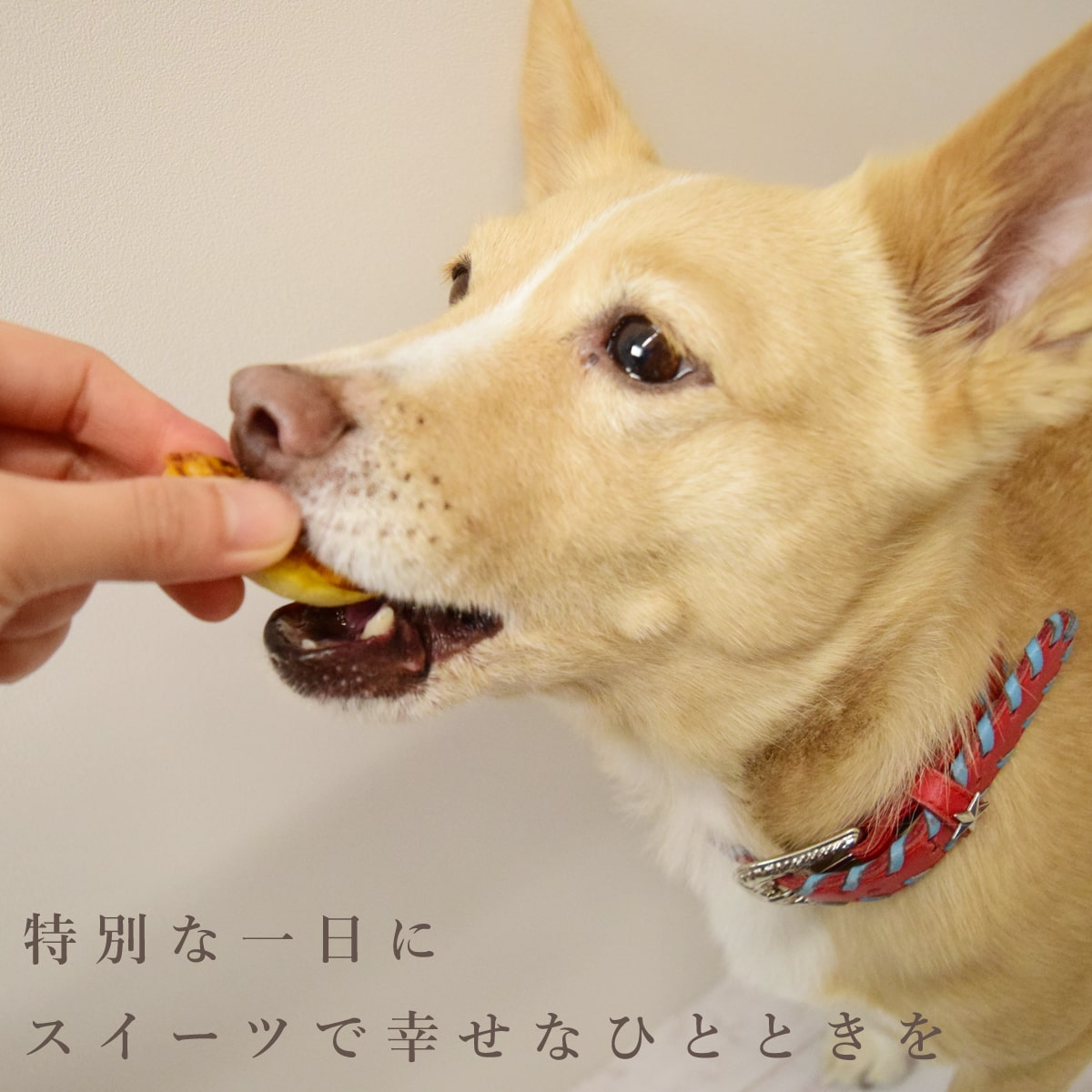 【ポイント2倍＆割引クーポン配布中】犬 誕生日 ケーキ｜ハッピーバースデープチスイーツセット （※お名前入れ不可）犬の誕生日ケーキ 誕生日プレゼント うちの子記念日 お祝いグッズ 小型犬 老犬 シニア 即日発送 ashudog-10013719 愛犬手作りご飯 ハウンドカム食堂 サンプル画像2