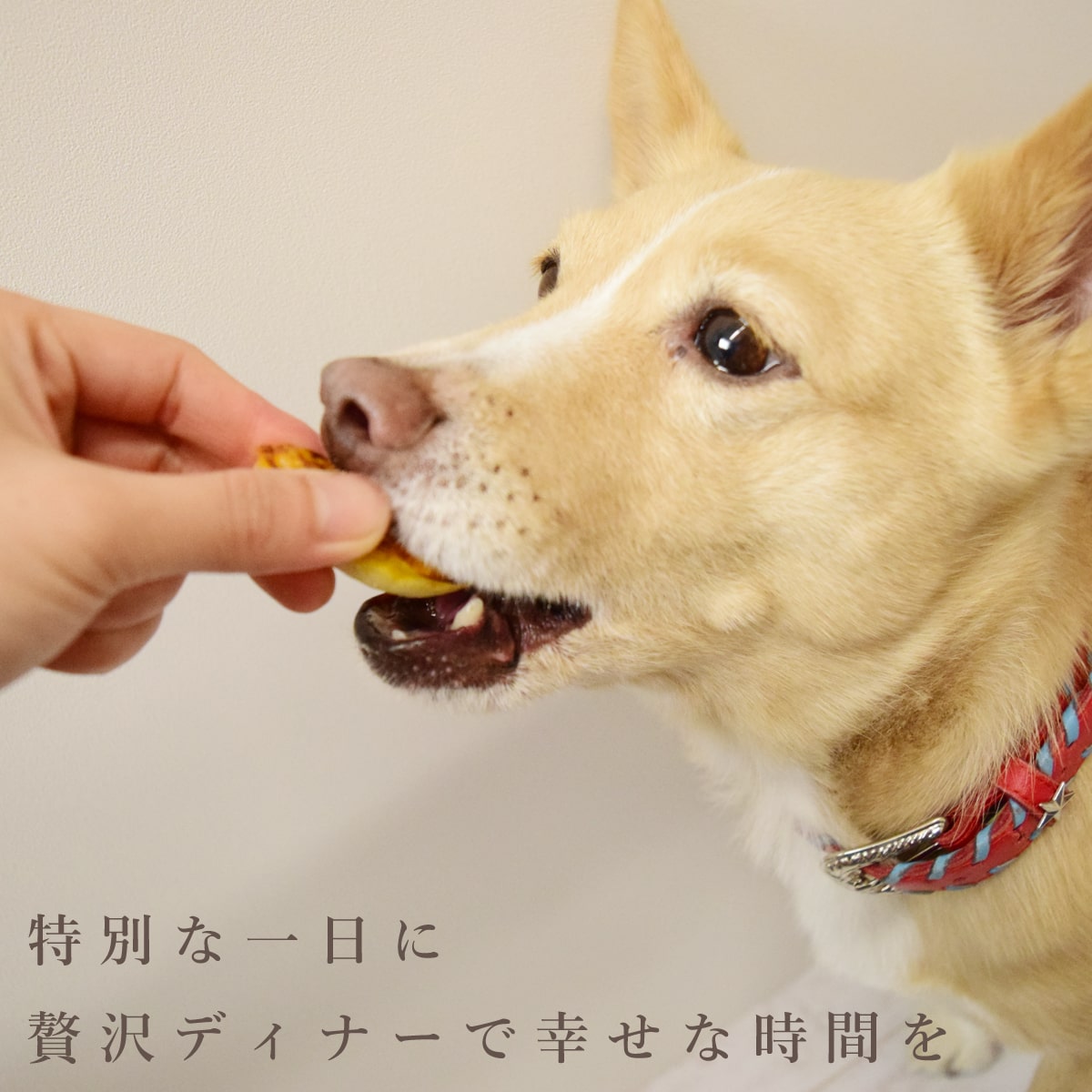 犬 誕生日 ご飯｜ハッピーバースデー贅沢ディナーとスイーツセット （※お名前入れ不可）犬の誕生日ケーキ 誕生日プレゼント うちの子記念日 お祝いグッズ 小型犬 老犬 シニア 即日発送 ashudog-10013721 愛犬手作りご飯 ハウンドカム食堂 サンプル画像2