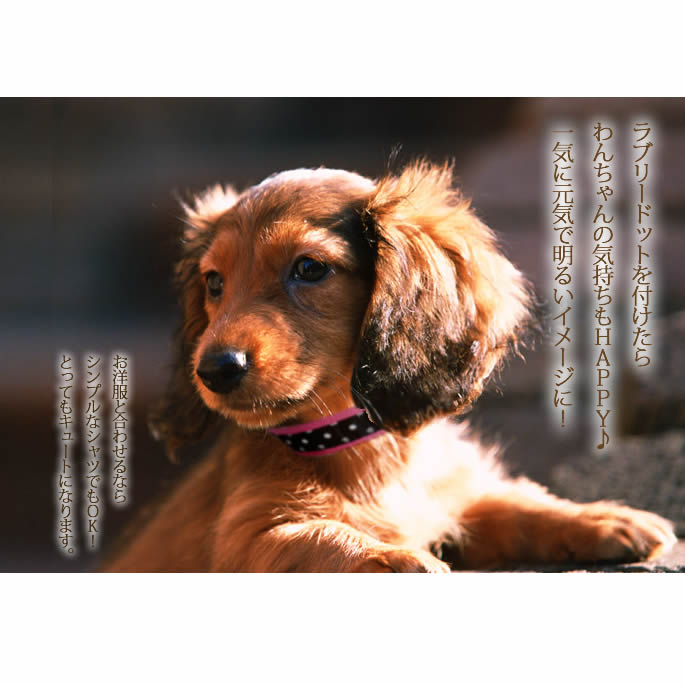 首輪 ASHU ラブリードット サイズL 首周り38～58cm 大型犬用首輪 水玉 ピンクペット用品 ペットグッズ 犬 用品 お散歩 おしゃれ グッズ カラー 犬のリード 犬の首輪 可愛い 紐 犬のアクセサリー お出かけ くびわ