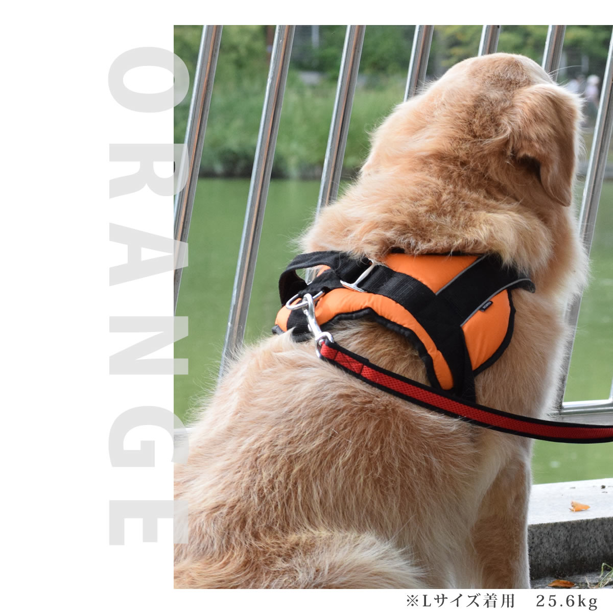 中・大型犬用ハーネス|首に優しいクッションハー...の紹介画像3