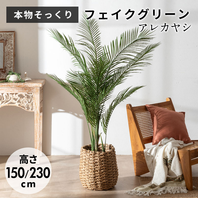 楽天市場】パームツリー 木の通販