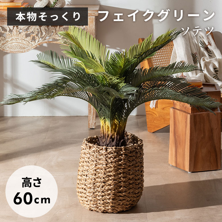 楽天市場】ソテツ 6号の通販