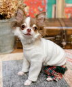 as know as NスムースニットTT 犬 カットソー Tシャツ スムースニット 冬 犬服 あったか トップス タートルネック オシャレ かわいい スナップ付き お着替えシリーズ デワン