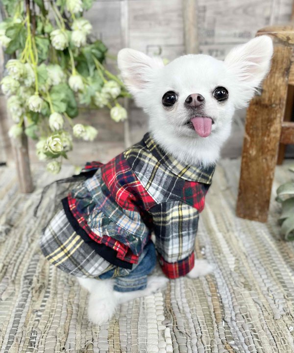 【期間限定P5倍】as know as Nバリスタ☆CHKSH 犬 バリスタ ドッグウェア 犬服 かわいい おしゃれ カジュアル デワン