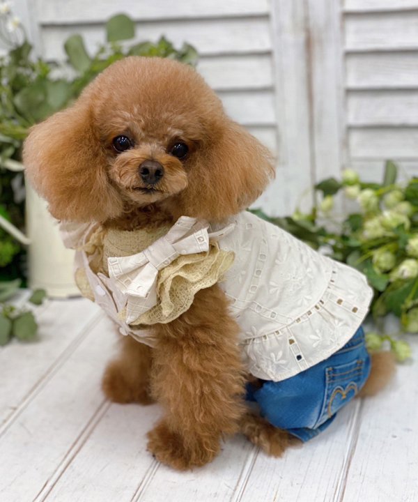 【期間限定P5倍】as know as コットン刺繍ビスチェ 犬 カットソー キャミ タンク コットン 刺繍 ビスチ..