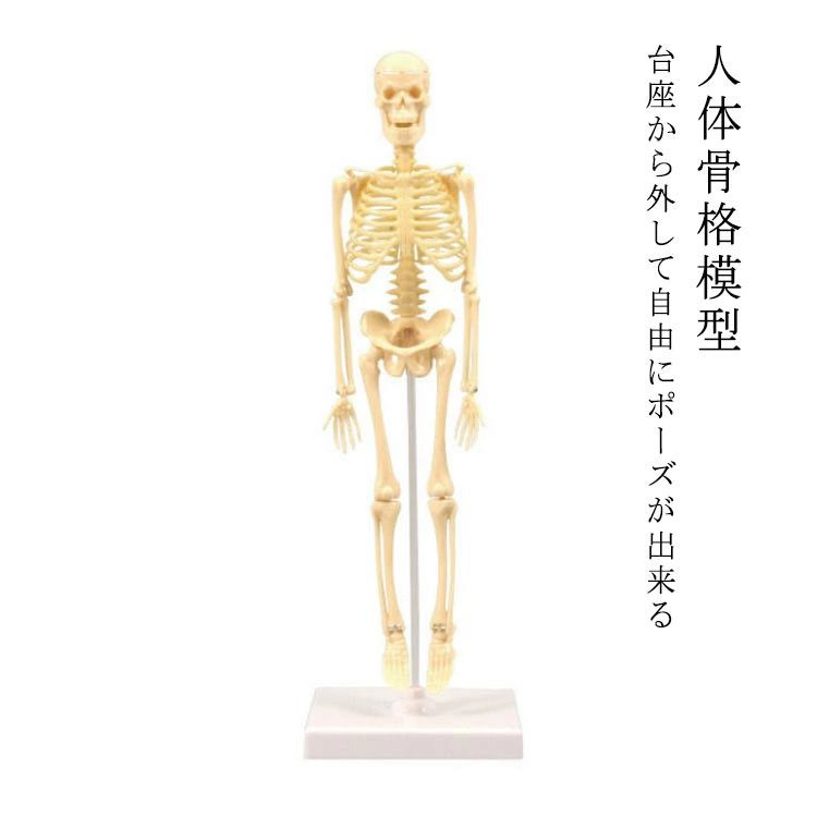 楽天市場】人体模型 スケルトンの通販