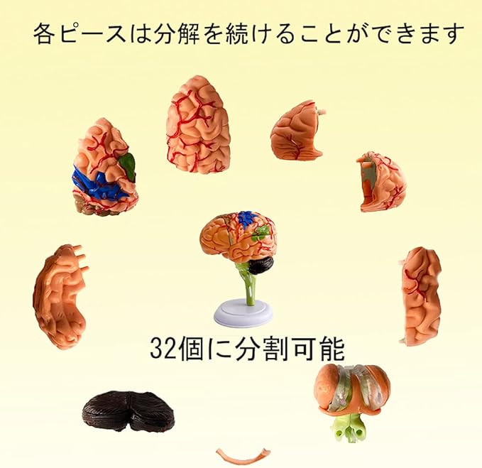 アソラの医学 医学生 仕組み 解剖 大脳 脳模型 神経学 立体 院内模型 脳みそ 脳モデル 31パーツ 4D脳模型 人体模型｜アングル2