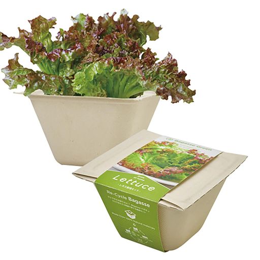 Other Succulents - 聖新陶芸通年家庭菜園簡単栽培キットゆったり育てるレタスハーブ野菜栽培セット(自由研究/食育)鉢の幅約12cmバガスグリーン母の日プレゼント誕生日GD-95303