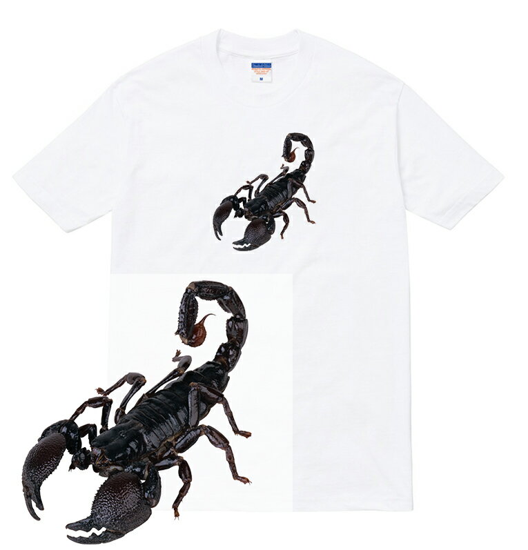 楽天市場】スコーピオン(Tシャツ・カットソー|トップス 楽天市場】スコーピオン(Tシャツ・カットソー|トップス