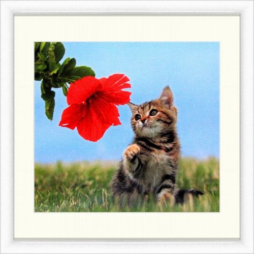 樂天商城 - 【絵画】『ハイビスカスと猫』複製画■新品★