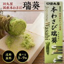 田丸屋 国産 わさび 瑞葵 42g 選べる3~9本 無着色 チューブ ワサビ 山葵 わさび wasabi 静岡 刺身 醤油 焼き肉 BBQ バーベキュー たまる...