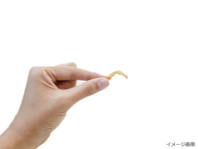 ■かむカムこんにゃく薫製いか味（10g）　乾燥こんにゃくチップ　アスザックフーズ　かむこん　化学調味料無添加
