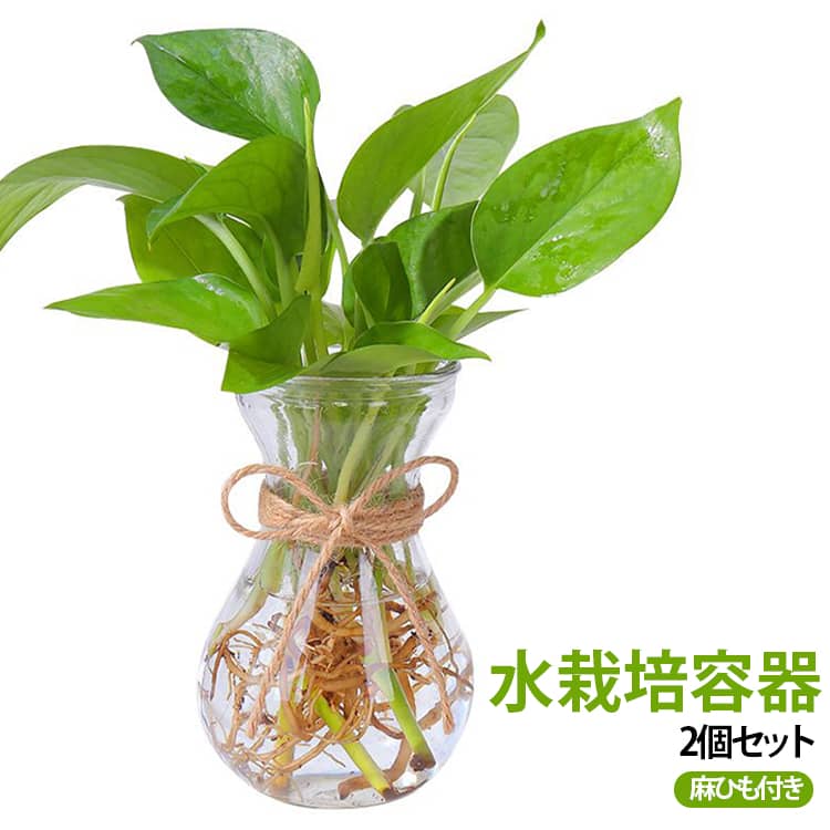 水栽培が楽しめるガラス製の水栽培容器2個セットです。球根や多肉植物、サボテンなどの水栽培にぴったり。根や成長の様子が見えるので、育つ過程も楽しめます。お花を飾るフラワーベース（一輪挿し・花瓶）としても使えます。シンプルなデザインで、お部屋のインテリアにもよくなじみます。ナチュラルな麻ひも付きなので、そのまま置くだけでおしゃれな雰囲気に。キッチンやリビング、玄関など、さまざまな場所に飾れます。透明なガラス製だから、水の量や根の成長がひと目で確認でき、お手入れも簡単です。 サイズ 2個セット サイズについての説明 14x7cm 素材 ガラス 色 透明 備考 ●サイズ詳細等の測り方はスタッフ間で統一、徹底はしておりますが、実寸は商品によって若干の誤差(1cm～3cm )がある場合がございますので、予めご了承ください。 ●製造ロットにより、細部形状の違いや、同色でも色味に多少の誤差が生じます。 ●パッケージは改良のため予告なく仕様を変更する場合があります。 ▼商品の色は、撮影時の光や、お客様のモニターの色具合などにより、実際の商品と異なる場合がございます。あらかじめ、ご了承ください。 ▼生地の特性上、やや匂いが強く感じられるものもございます。数日のご使用や陰干しなどで気になる匂いはほとんど感じられなくなります。 ▼同じ商品でも生産時期により形やサイズ、カラーに多少の誤差が生じる場合もございます。 ▼他店舗でも在庫を共有して販売をしている為、受注後欠品となる場合もございます。予め、ご了承お願い申し上げます。 ▼出荷前に全て検品を行っておりますが、万が一商品に不具合があった場合は、お問い合わせフォームまたはメールよりご連絡頂けます様お願い申し上げます。速やかに対応致しますのでご安心ください。