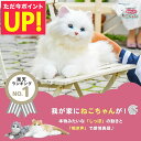 しっぽふりふり あまえんぼうねこちゃん デジレクト あなたのパートナー 猫 ぬいぐるみ 癒し ヒーリング テレワーク ストレス 解消 子ども 子供 孫 認知症 ...