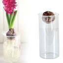 水栽培 球根用 花瓶 フラワーベース ガラス製 スパイス バルブベース ロング シンプル