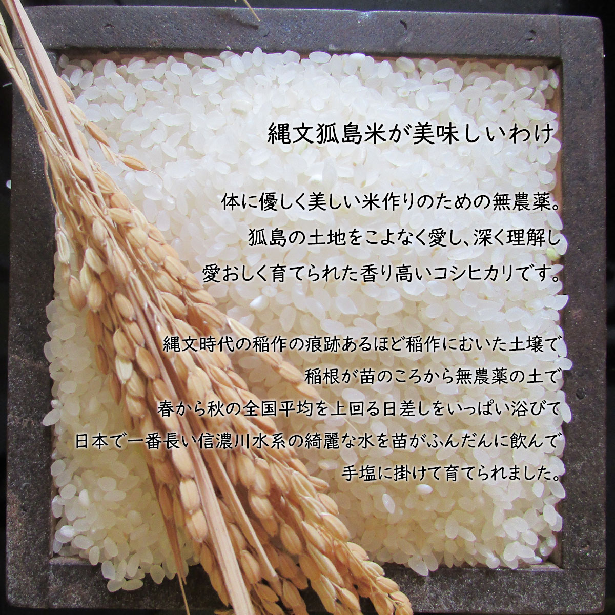 白米 精米 新潟産 有機栽培米 コシヒカリ 5kg JAS認証 無農薬・無化学肥料「縄文狐...
