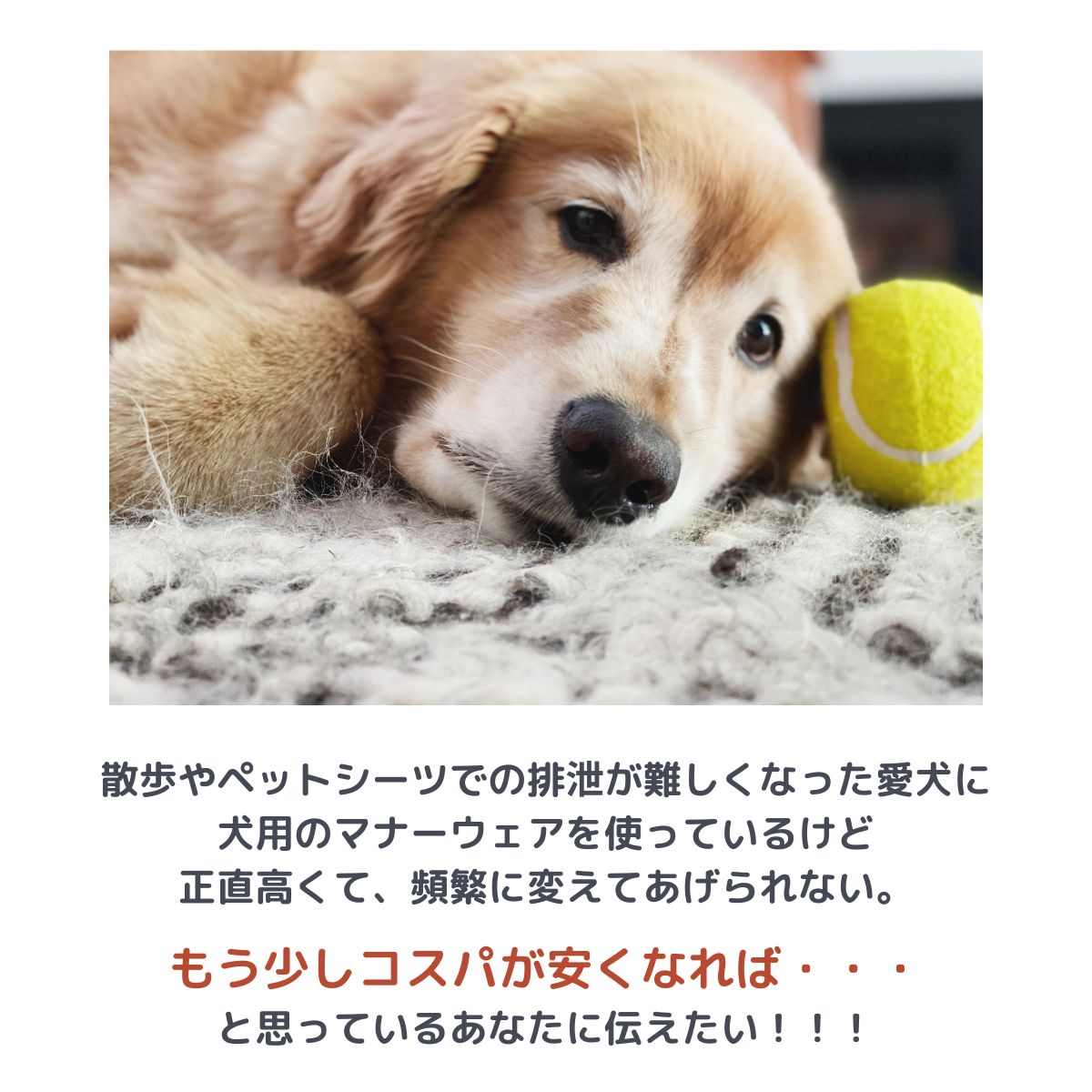 犬用 マナーベルト スタートセット 〜 コスパ最強 お試し用 紙おむつ付き
