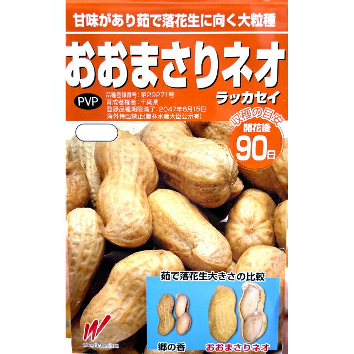 極甘キャベツ　サトウくん　【家庭菜園　直売所向き】【一代交配】【甘いキャベツ】【プランター栽培】【作りやすくおいしい】