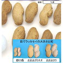 【新種】おおまさりネオ 1リットル 約350粒 落花生 種 渡辺農事 家庭菜園 オオマサリネオ らっかせい 2